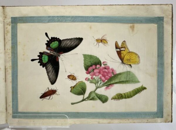 ANONYME. Album extrême-oriental de peintures originales, sujets entomologiques.