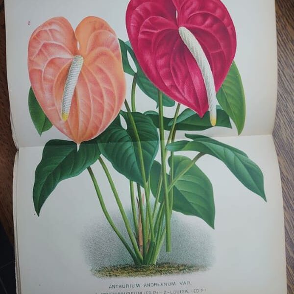 Image du produit suivant